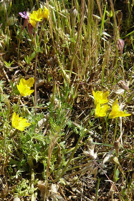 Hypecoum procumbens \ Niederliegende Lappenblume / Sickle-Fruited Hypecoum, Lesbos Sigri 14.4.2014