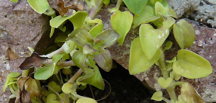 Theligonum cynocrambe \ Hundskohl / Dog's Cabbage, Lesbos Sigri 22.4.2014