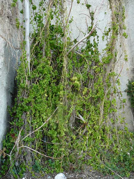 Ipomoea imperati \ Strand-Prunk-Winde / Beach Morning Glory, Lesbos Plomari 20.4.2014