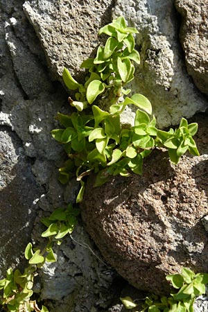 Theligonum cynocrambe \ Hundskohl / Dog's Cabbage, Lesbos Sigri 22.4.2014