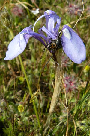 Moraea sisyrinchium \ Mittags-Schwertlilie, Kleine Sand-Iris / Barbary Nut Iris, Lesbos Sigri 14.4.2014