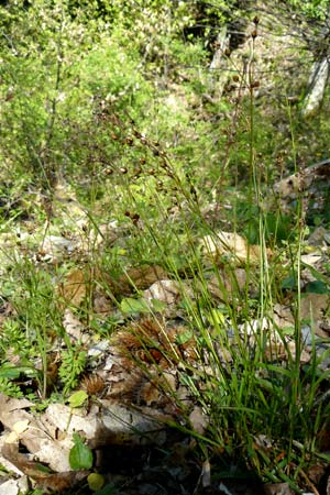 Luzula forsteri \ Forsters Hainsimse / Forster's Wood-Rush, Lesbos Agiasos 15.4.2014
