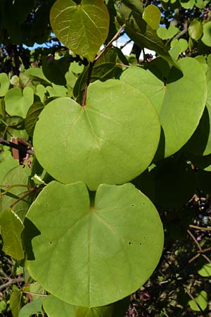 Cercis siliquastrum \ Judasbaum / Judas Tree, Lesbos Kalloni 18.4.2014