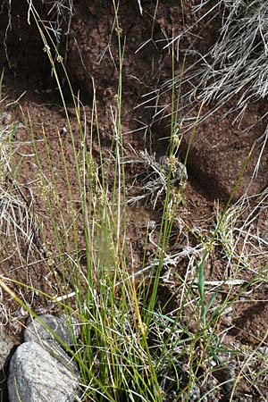 Scirpoides holoschoenus \ Kugelbinse / Round-Headed Club-Rush, Lesbos Petra 19.4.2014