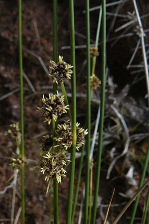 Scirpoides holoschoenus \ Kugelbinse / Round-Headed Club-Rush, Lesbos Petra 19.4.2014