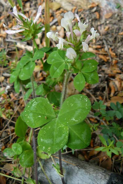 Trifolium clypeatum \ Schild-Klee / Helmet Clover, Shield Clover, Lesbos Plomari 20.4.2014
