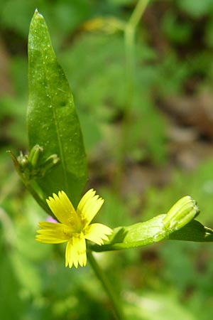Rhagadiolus edulis \ Essbarer Sichelsalat, Essbarer Sternlattich, Lesbos Agiasos 15.4.2014