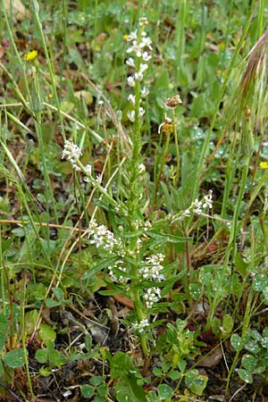 Lepidium graminifolium \ Grasblttrige Kresse / Tall Pepperwort, Lesbos Asomatos 17.4.2014