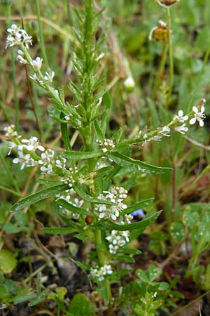 Lepidium graminifolium \ Grasblttrige Kresse / Tall Pepperwort, Lesbos Asomatos 17.4.2014