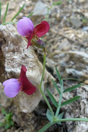 Lathyrus articulatus \ Glieder-Platterbse, Lesbos Plomari 20.4.2014