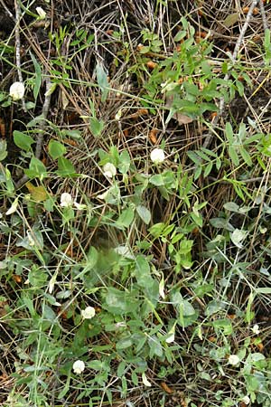 Lathyrus pseudoaphaca \ Falsche Ranken-Platterbse / False Yellow Vetchling, Lesbos Vasilika 21.4.2014