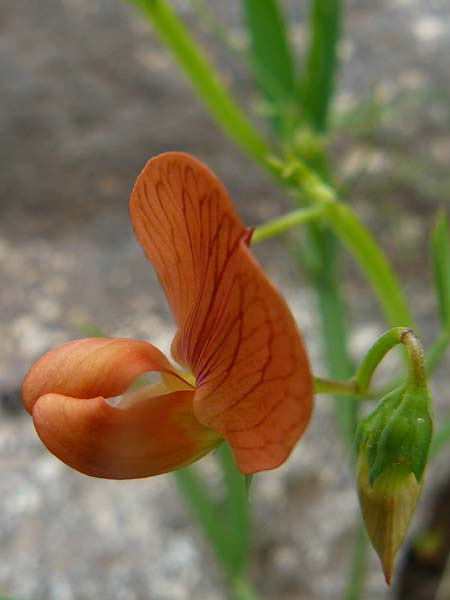 Lathyrus cicera \ Rote Platterbse / Red Vetchling, Lesbos Polichnitos 21.4.2014