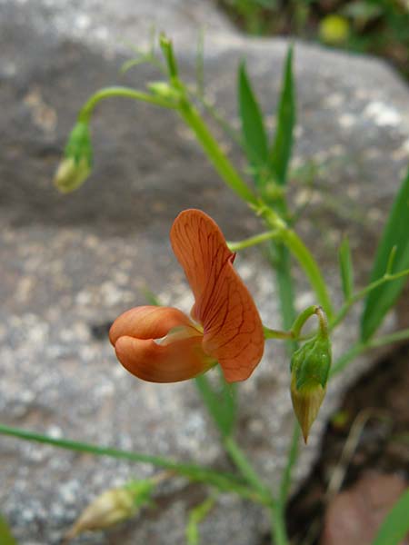 Lathyrus cicera \ Rote Platterbse / Red Vetchling, Lesbos Polichnitos 21.4.2014