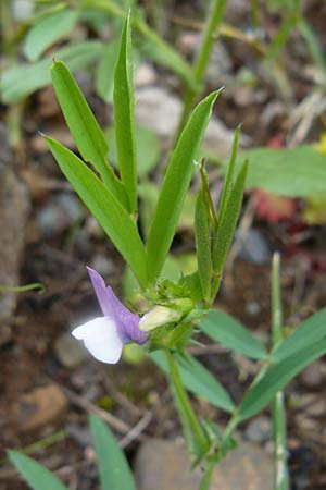 Vicia bithynica \ Bithynische Wicke / Bithynian Vetch, Lesbos Polichnitos 21.4.2014