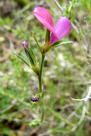 Onobrychis aequidentata \ Gleichz�hnige Esparsette, Lesbos Plomari 20.4.2014