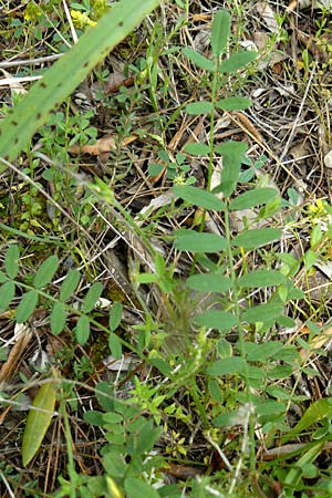 Onobrychis aequidentata \ Gleichz�hnige Esparsette, Lesbos Plomari 20.4.2014