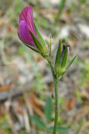 Onobrychis aequidentata \ Gleichz�hnige Esparsette, Lesbos Plomari 20.4.2014