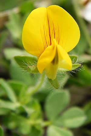 Lotus edulis \ Essbarer Hornklee, Lesbos Tarti 23.4.2014