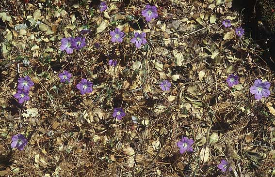 Legousia pentagonia \ Frauenspiegel / Pentagonia, Lesbos Agiasos 23.5.1995