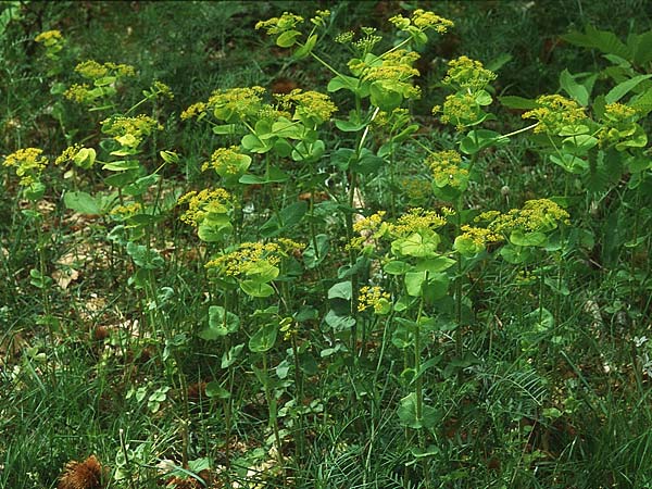 Smyrnium rotundifolium \ Rundbl&auml;ttrige Gelbdolde / Round-Leaved Alexanders, Lesbos Agiasos 12.5.1995