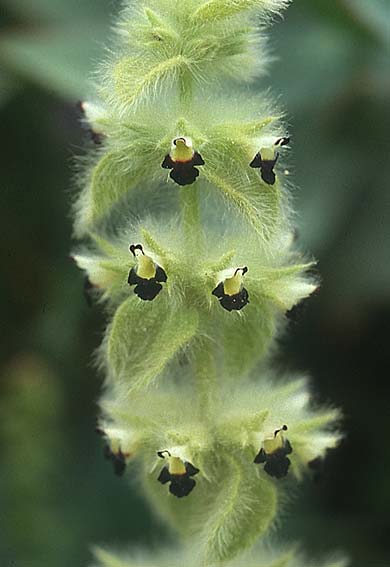 Sideritis lanata \ Wolliges Gliedkraut / Hairy Ironwort, Lesbos Agiasos 12.5.1995