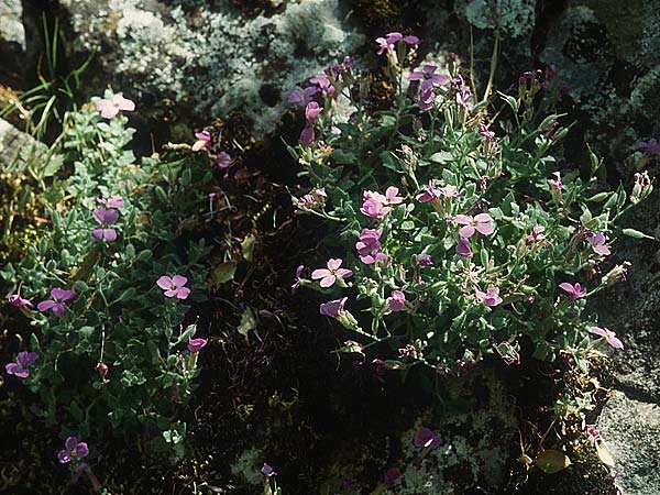 Aubrieta deltoidea \ Blaukissen / Purple Rock Cress, Lesbos Agiasos 17.5.1995