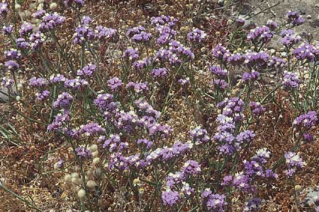 Limonium sinuatum \ Gefl&uuml;gelter Strandflieder, Statice / Winged Sea Lavender, Lesbos Andissa 18.5.1995