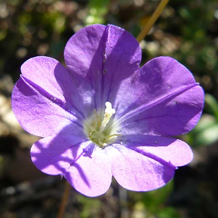 Legousia pentagonia \ Frauenspiegel / Pentagonia, Lesbos Andissa 14.4.2014