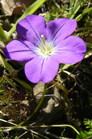 Legousia pentagonia \ Frauenspiegel / Pentagonia, Lesbos Andissa 14.4.2014