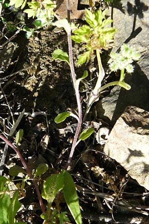 Legousia pentagonia \ Frauenspiegel / Pentagonia, Lesbos Andissa 14.4.2014