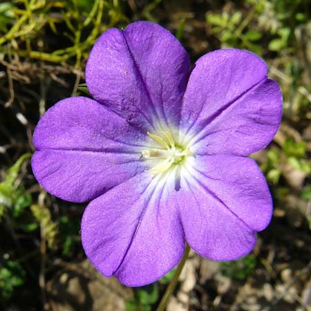 Legousia pentagonia \ Frauenspiegel / Pentagonia, Lesbos Andissa 14.4.2014