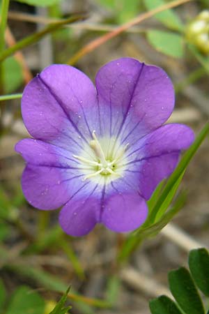 Legousia pentagonia \ Frauenspiegel / Pentagonia, Lesbos Lisvori 16.4.2014