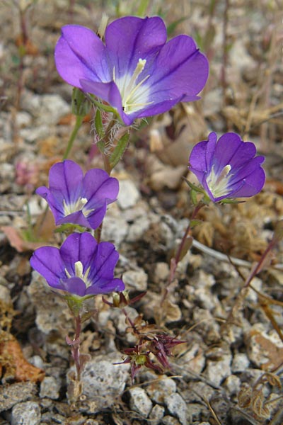 Legousia pentagonia \ Frauenspiegel / Pentagonia, Lesbos Lisvori 16.4.2014