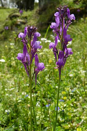 Linaria pelisseriana \ Schlundh�ckriges Leinkraut / Jersey Toadflax, Lesbos Asomatos 24.4.2014