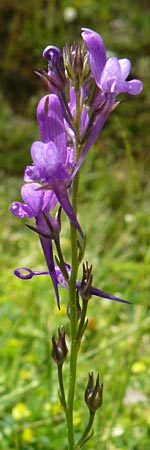Linaria pelisseriana \ Schlundh�ckriges Leinkraut / Jersey Toadflax, Lesbos Asomatos 24.4.2014