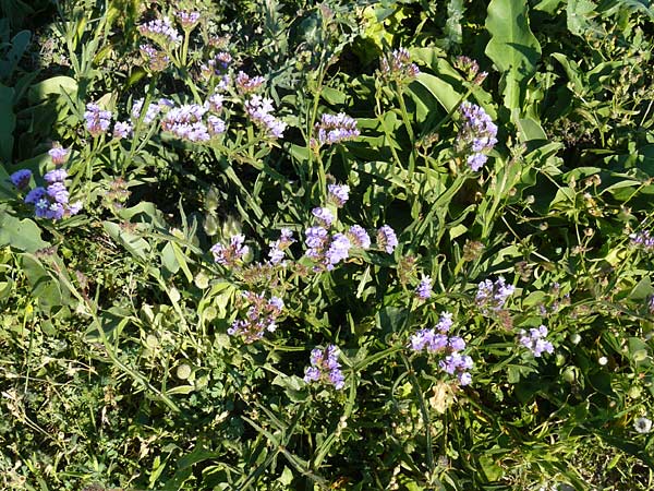 Limonium sinuatum \ Gefl&uuml;gelter Strandflieder, Statice / Winged Sea Lavender, Lesbos Sigri 14.4.2014