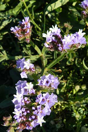 Limonium sinuatum \ Gefl&uuml;gelter Strandflieder, Statice / Winged Sea Lavender, Lesbos Sigri 14.4.2014