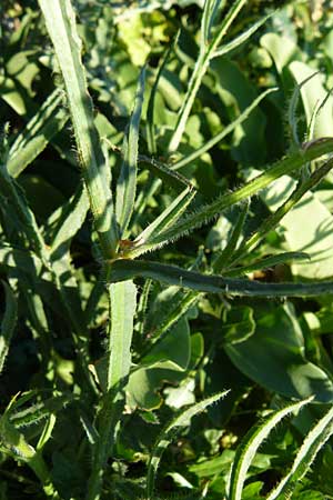 Limonium sinuatum \ Gefl&uuml;gelter Strandflieder, Statice / Winged Sea Lavender, Lesbos Sigri 14.4.2014