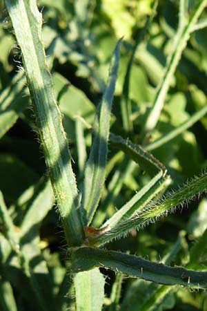 Limonium sinuatum \ Gefl&uuml;gelter Strandflieder, Statice / Winged Sea Lavender, Lesbos Sigri 14.4.2014