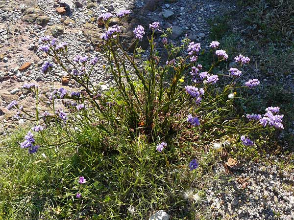 Limonium sinuatum \ Gefl&uuml;gelter Strandflieder, Statice / Winged Sea Lavender, Lesbos Sigri 14.4.2014