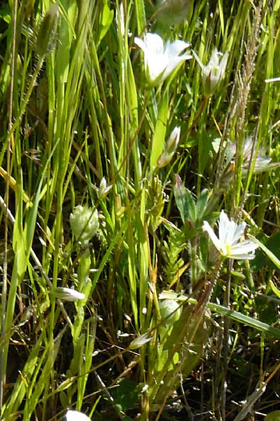 Moenchia mantica \ Verona-Weimiere / Verona Chickweed, Lesbos Sigri 14.4.2014