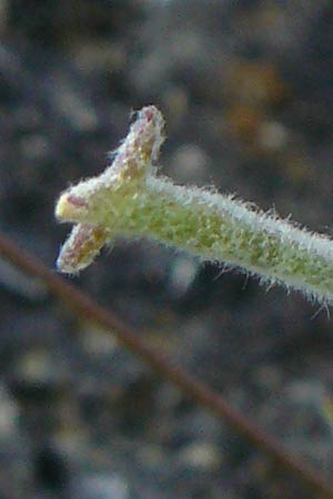 Matthiola tricuspidata \ Dreih&ouml;rnige Levkoje / Three-Horned Stock, Lesbos Kalloni 18.4.2014