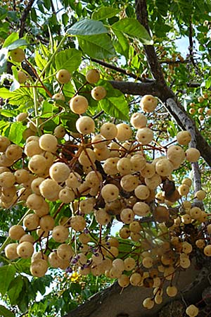 Melia azedarach \ Paternoster-Baum / China Berry, Bead Tree, Lesbos Molyvos 19.4.2014