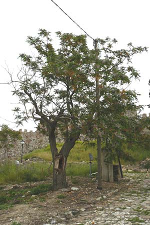 Melia azedarach \ Paternoster-Baum / China Berry, Bead Tree, Lesbos Mytilini 23.4.2014
