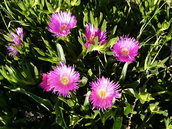 Carpobrotus acinaciformis \ Rote Mittagsblume, Lesbos Sigri 14.4.2014
