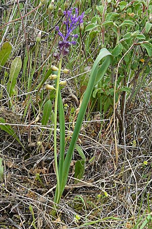 Muscari weissii \ Weiss' Traubenhyazinthe / Weiss' Hyacinth, Lesbos Lisvori 16.4.2014