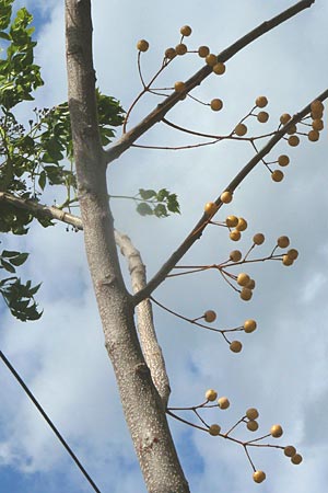 Melia azedarach \ Paternoster-Baum / China Berry, Bead Tree, Lesbos Molyvos 19.4.2014