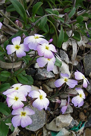 Malcolmia flexuosa \ Geschl&auml;ngelte Meerviole / Sea Stock, Lesbos Mytilini 13.4.2014