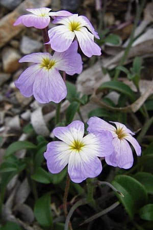 Malcolmia flexuosa \ Geschl&auml;ngelte Meerviole / Sea Stock, Lesbos Mytilini 13.4.2014