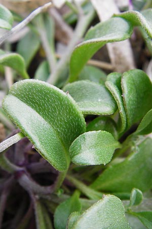 Malcolmia flexuosa \ Geschl&auml;ngelte Meerviole / Sea Stock, Lesbos Mytilini 13.4.2014
